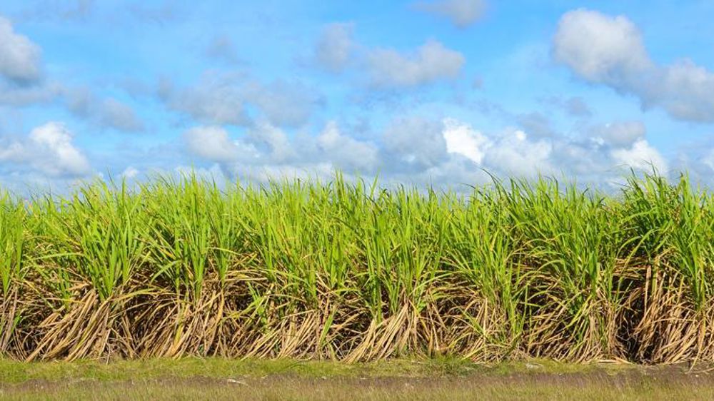La production de sucre augmente, celle d’éthanol recule