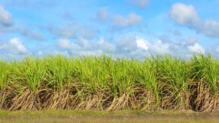 La production de sucre augmente, celle d’éthanol recule La production de sucre augmente, celle d’éthanol recule