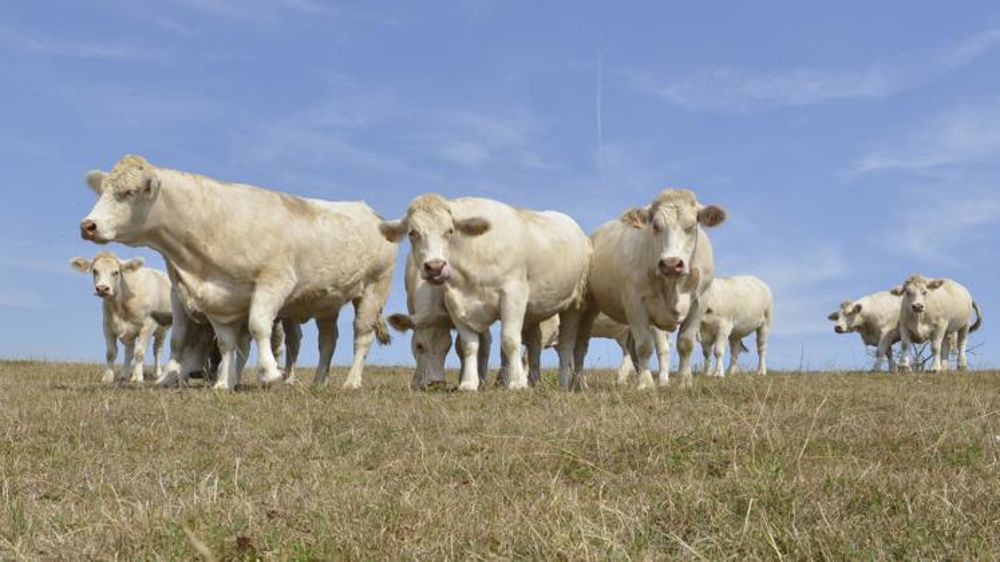 « Aujourd’hui, rien ne pousse »