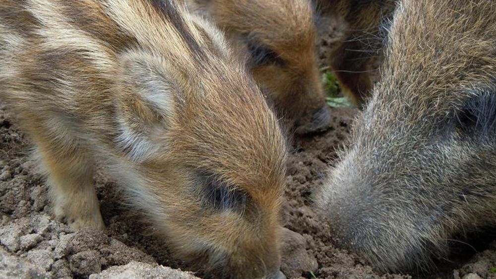 Rencontre « cordiale » entre les chasseurs et la FNSEA
