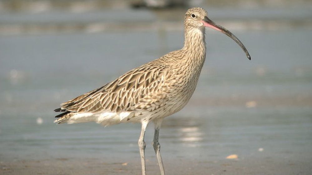 Sa chasse de nouveau interdite