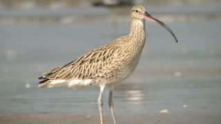 Sa chasse de nouveau interdite Sa chasse de nouveau interdite