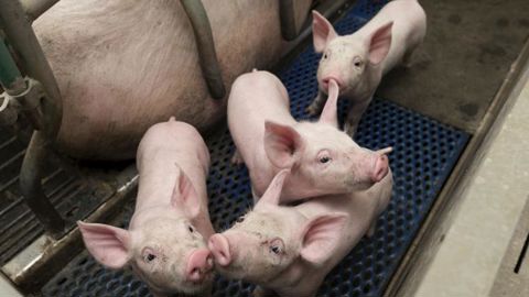 Les députés mettent la pression sur le porc et la volaille Les députés mettent la pression sur le porc et la volaille