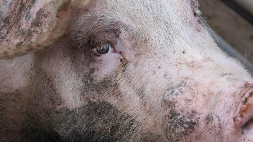 Les élevages chinois se vident