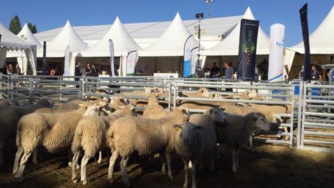Les éleveurs de moutons en quête d’adaptations