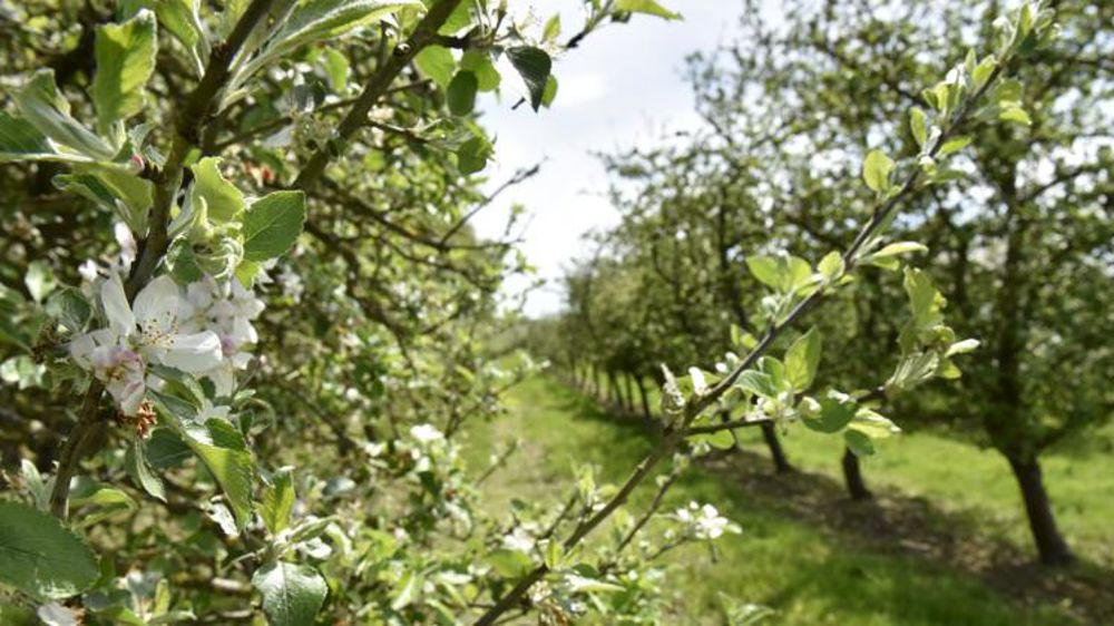 La pomme résiste à la canicule