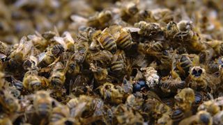 Un été meurtrier pour les abeilles dans le Sud Un été meurtrier pour les abeilles dans le Sud