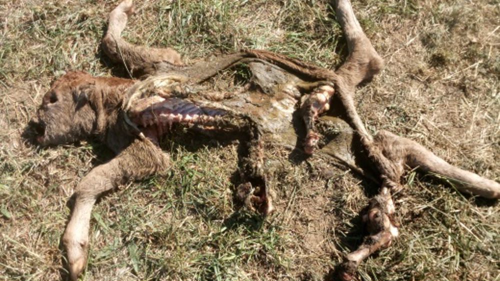 Un veau dévoré en Haute-Vienne