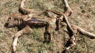 Un veau dévoré en Haute-Vienne Un veau dévoré en Haute-Vienne