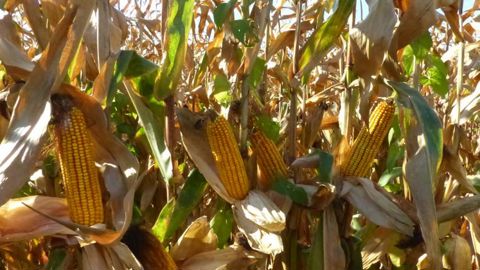 Le rendement du maïs grain chute de 3 q/ha Le rendement du maïs grain chute de 3 q/ha