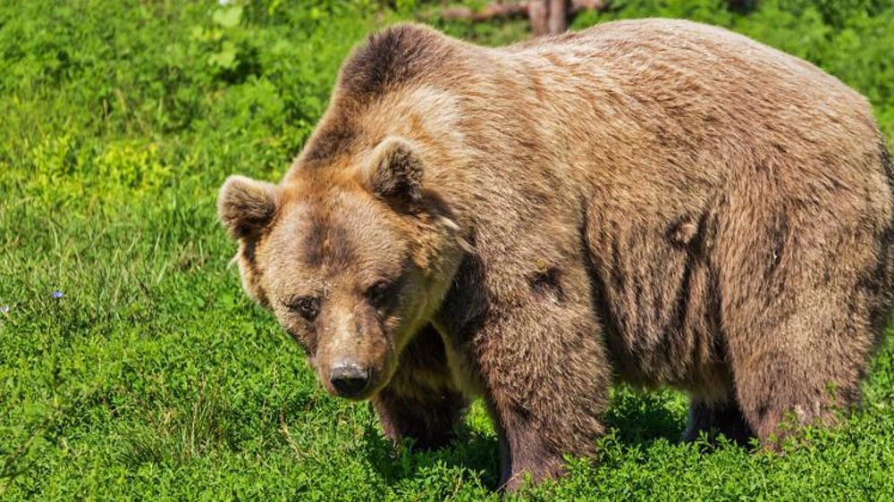 L’ours Cachou accusé d’avoir tué 5 chevaux