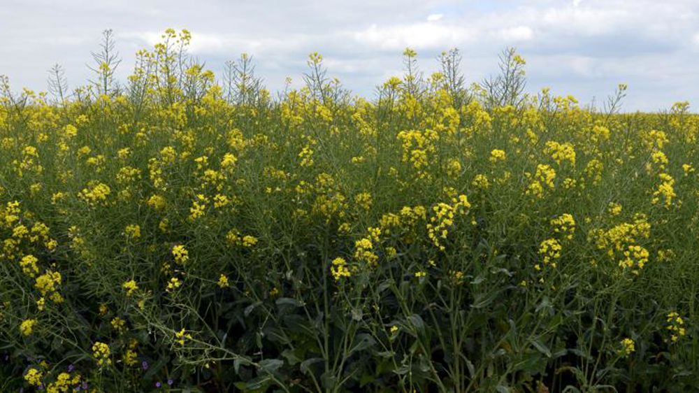 La courgette manque d’élan