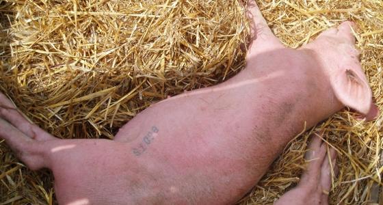 Les services de surveillance vétérinaires russes ont annoncé fin janvier la suspension des importations d'animaux vivants d'Allemagne, des Pays-Bas, de Belgique et de France de crainte qu'ils ne soient contaminés par le virus de Schmallenberg