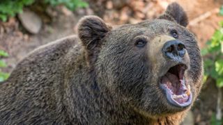Ferus conteste les dégâts des ours Ferus conteste les dégâts des ours
