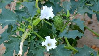 Du datura dans des farines de sarrasin bio Du datura dans des farines de sarrasin bio