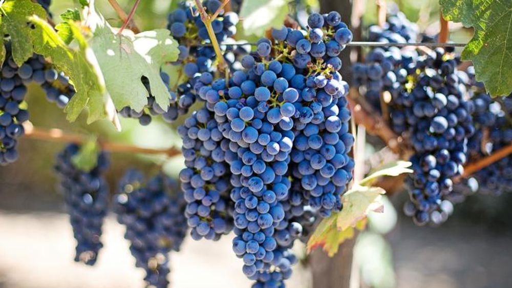 Le millésime 2019 revu à la baisse