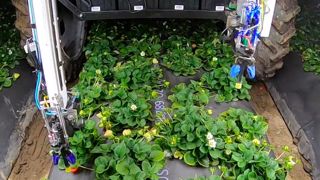 Kubota et Yamaha investissent dans la cueillette robotisée des fraises Kubota et Yamaha investissent dans la cueillette robotisée des fraises