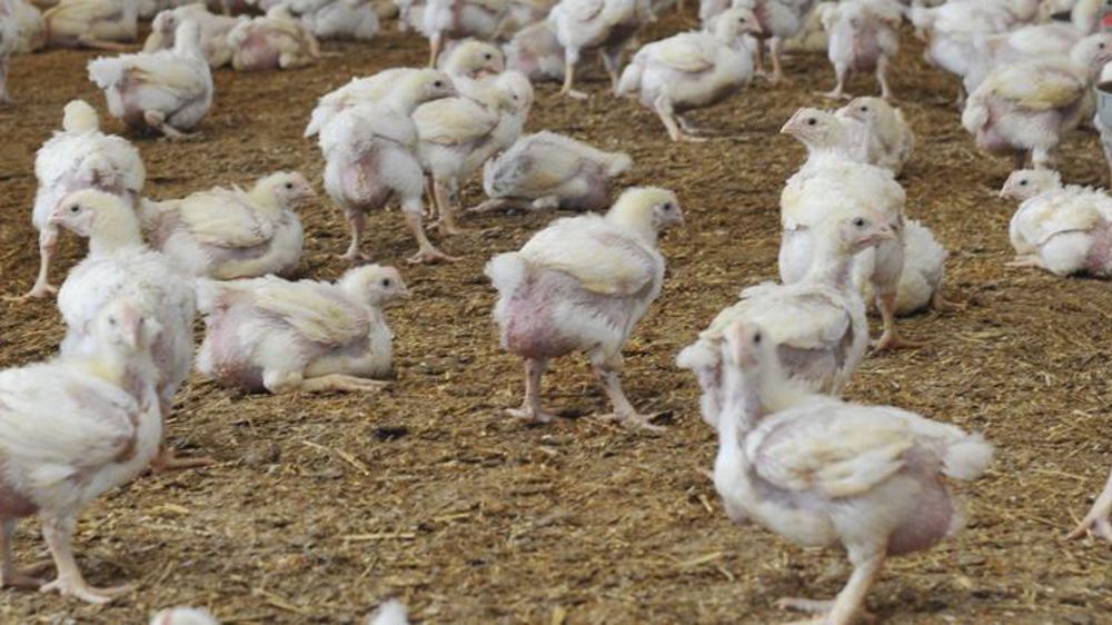 Trop d’eau ajoutée dans des produits roumains surgelés