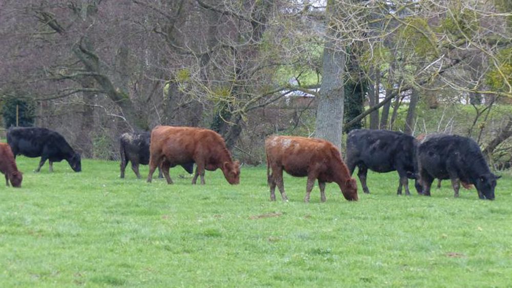 Les éleveurs français ont leur association