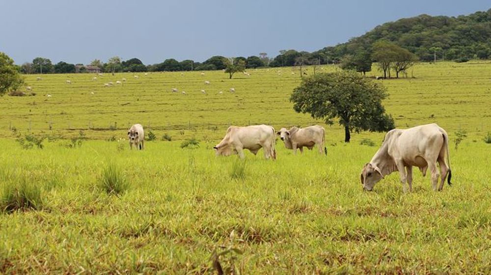 65 morts lors de conflits agraires en 2017