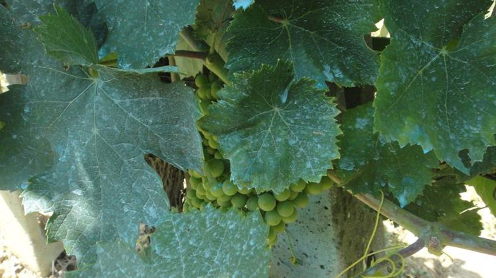 Se passer de cuivre oui, mais pas à court terme