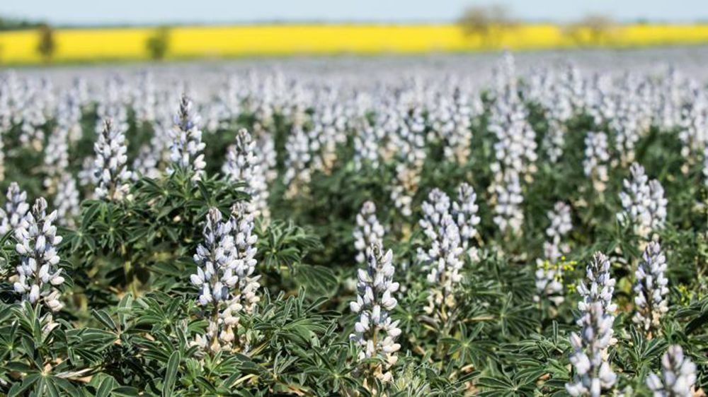 Les mélanges de légumineuses et graminées « doivent rester éligibles »