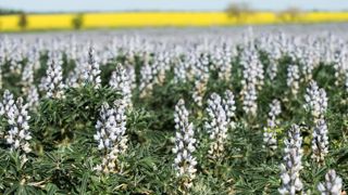 Les mélanges de légumineuses et graminées « doivent rester éligibles » Les mélanges de légumineuses et graminées « doivent rester éligibles »