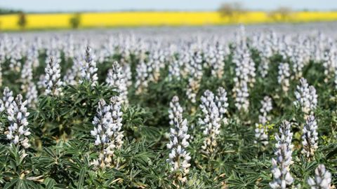 Les mélanges de légumineuses et graminées « doivent rester éligibles » Les mélanges de légumineuses et graminées « doivent rester éligibles »