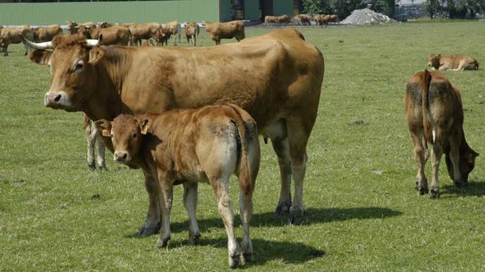 Comment optimiser l’aide aux bovins allaitants