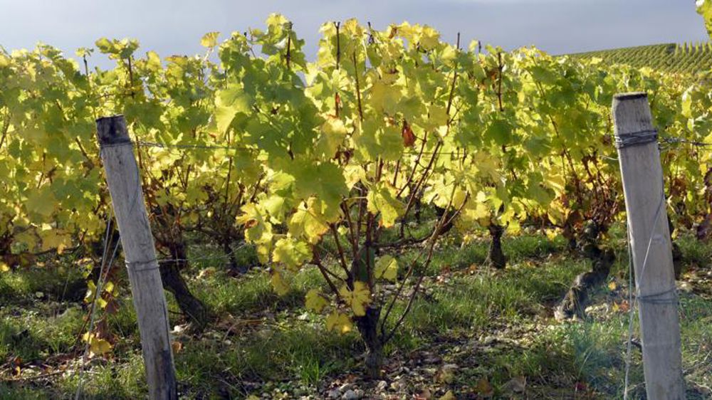Les vignes approchent de leur seuil de rupture