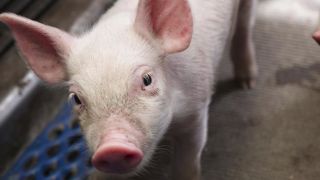 Sans antibiotique, de la naissance à l’abattage Sans antibiotique, de la naissance à l’abattage