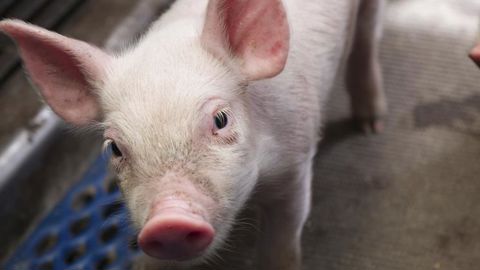 Sans antibiotique, de la naissance à l’abattage Sans antibiotique, de la naissance à l’abattage