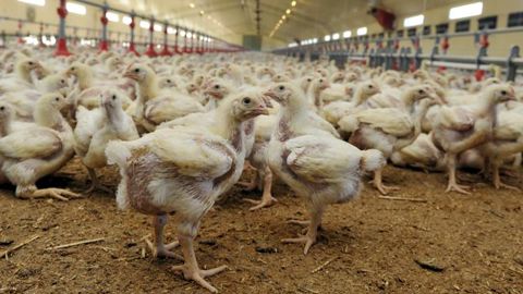 Les abattages ont piqué du bec en 2017 Les abattages ont piqué du bec en 2017