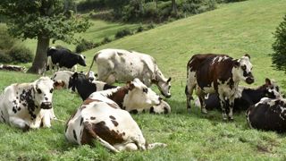 Contrat-cadre signé pour les producteurs Lactalis AOP de Normandie Contrat-cadre signé pour les producteurs Lactalis AOP de Normandie