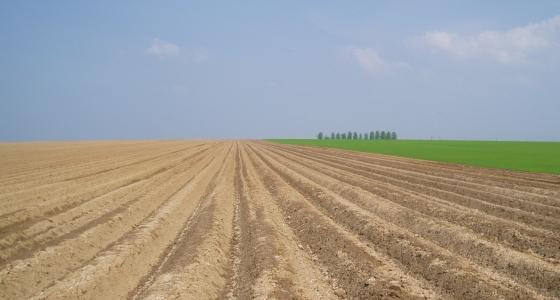 Le calibre des tubercules joue sur le peuplement à la plantation.