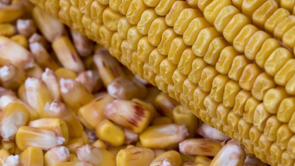 Les producteurs de maïs disent non