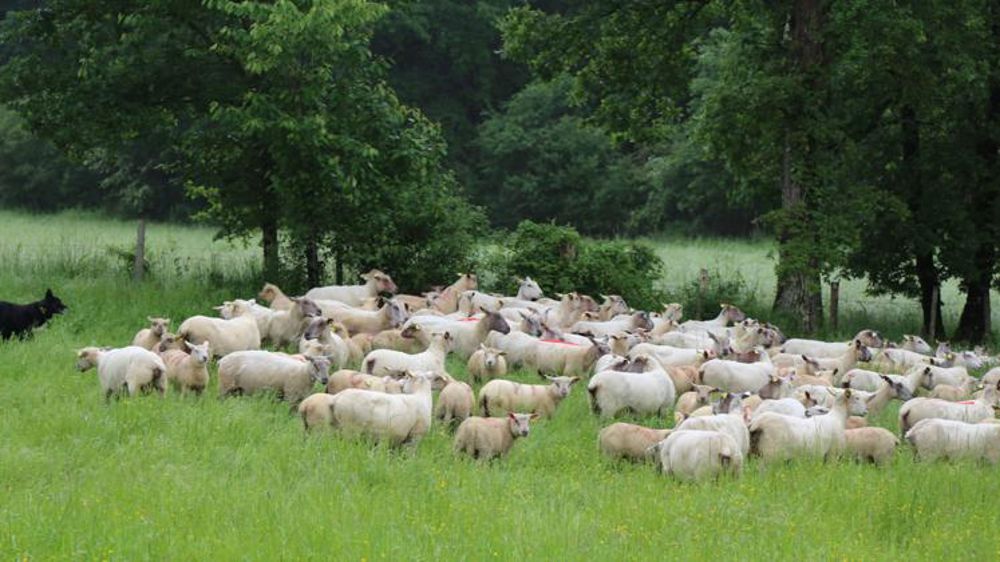 Vers un plan d’action pour les filières ovines et caprines ?