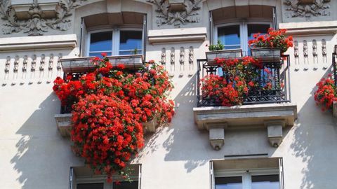 Les plantes label rouge doivent être capables de s’épanouir dans une multitude d’environnements, même sans trop d’entretien. ©Astredhor