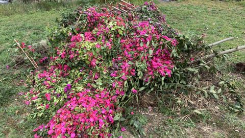 L’aide d’État promise en soutien aux exploitations de production mises en difficulté après le premier confinement prend forme. F. Arnould