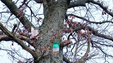 Parmi les formations courtes d’Agrocampus Ouest figure une thématique sur les principales causes de dépérissement et de fragilisation des arbres, sur son état sanitaire et mécanique. ©Odile Maillard