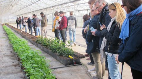 Les participants aux journées techniques d’Astredhor les 5 et 6 février à Hyères ont visité, entre autres, une entreprise de production de fleurs comestibles. ©P. Fayolle