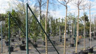 La rédaction du Lien horticole a lancé un questionnaire à destination des producteurs pour savoir comment ils envisagent l’après-confinement. © L. Hespel