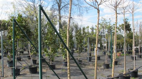 La rédaction du Lien horticole a lancé un questionnaire à destination des producteurs pour savoir comment ils envisagent l’après-confinement. © L. Hespel