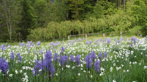 Les jardiniers vosgiens « envisagent d’ouvrir leur pépinière «Un Jardin de Cottage», attenante au jardin qui se visite habituellement mais reste fermé après le 11 mai, car situé en « zone rouge ». @M. & T. Dronet