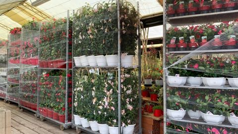 Un plan de soutien en trois chantiers est en cours de préparation pour soutenir les producteurs de l’horticulture dont les ventes ont été, pour nombre d’entreprises, à l’arrêt pendant le confinement. ©O. Maillard