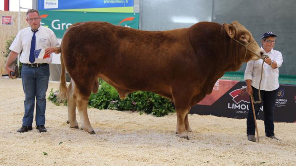 Finesse d’os et qualités bouchères à l’honneur