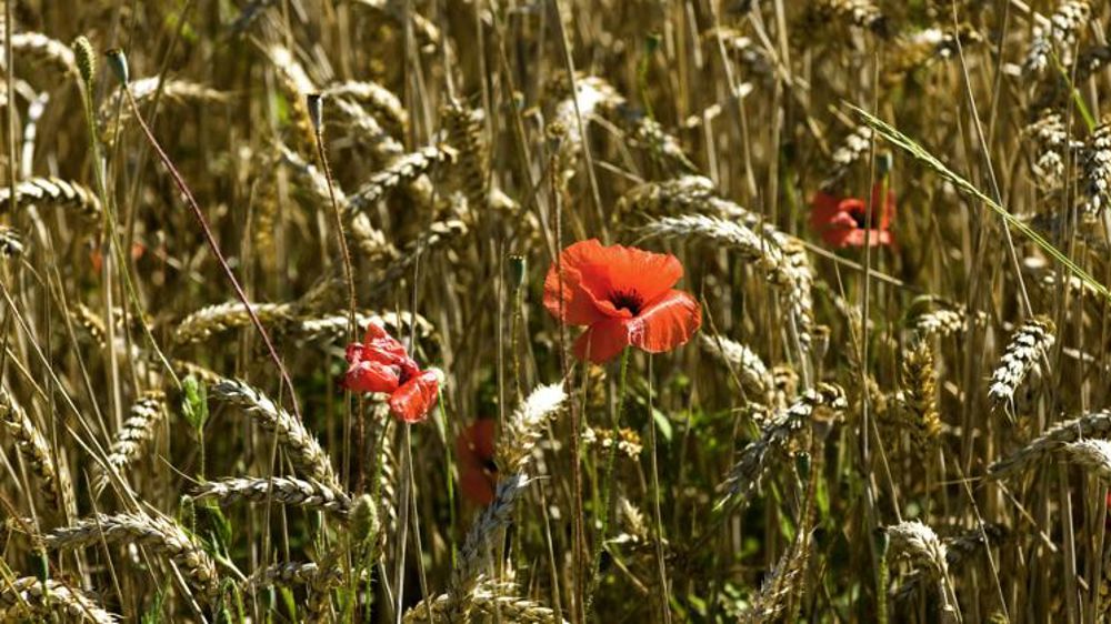 Le bio, c’est bon pour le portefeuille des Français
