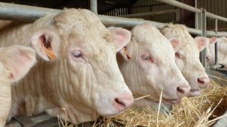 Gros bovins et céréales toujours en baisse Gros bovins et céréales toujours en baisse