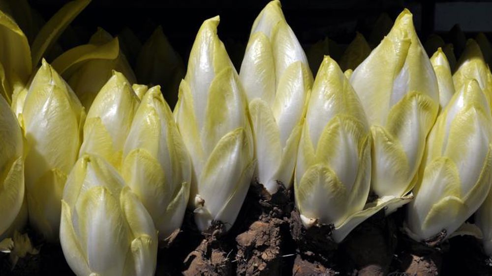 Les prix des salades d’hiver supérieurs à 2015