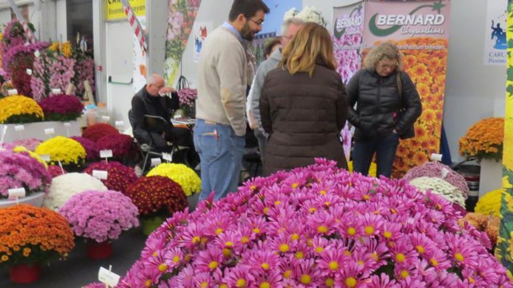 Le salon du chrysanthème permet de rencontrer les obtenteurs, de découvrir les nouveautés et de présenter sa prochaine saison de production. (c)Odile Maillard